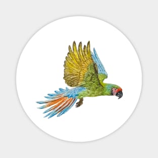 Exotic Parrot Magnet